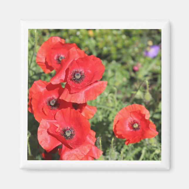 Poppies magnet (Framsidan)
