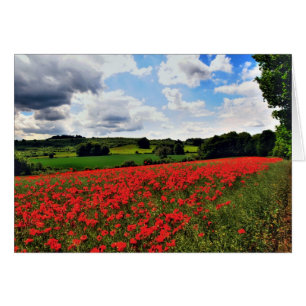 Poppies OBS Kort