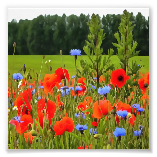Poppies och kornblommor - realistisk landskapskons fototryck (Framsidan)