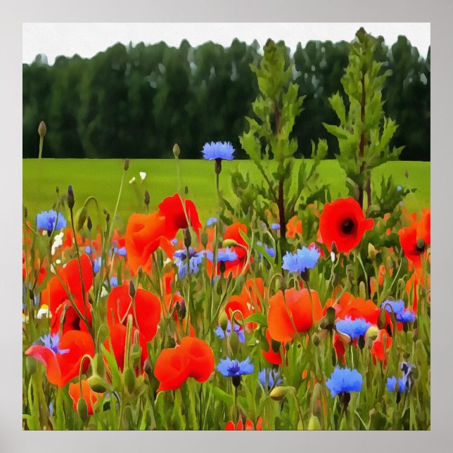 Poppies och kornblommor - realistisk landskapskons poster (Framsidan)