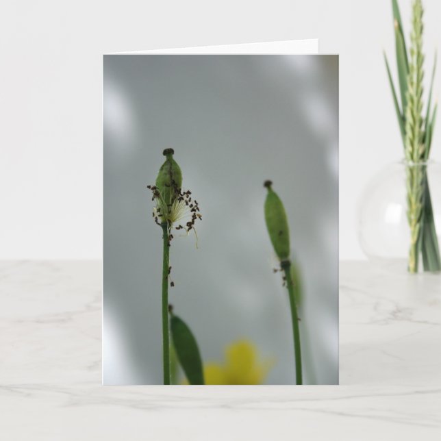 Poppies och skade 5 - Livets slut för nya generati Kort (Framsida)