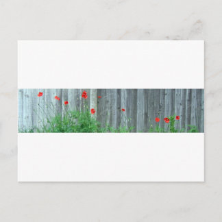 Poppies på en vägg vykort