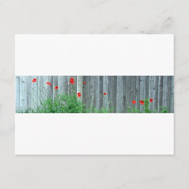Poppies på en vägg vykort (Framsida)