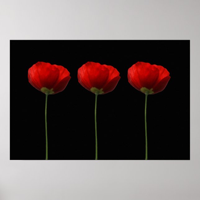 Poppies på svart Poster (Framsidan)
