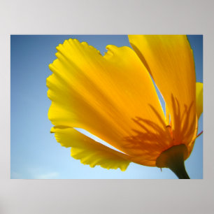 POPPIES Poppy Flowers 13 Art Prints Poster