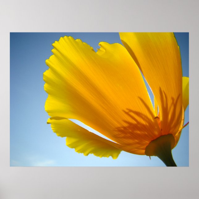 POPPIES Poppy Flowers 13 Art Prints Poster (Framsidan)