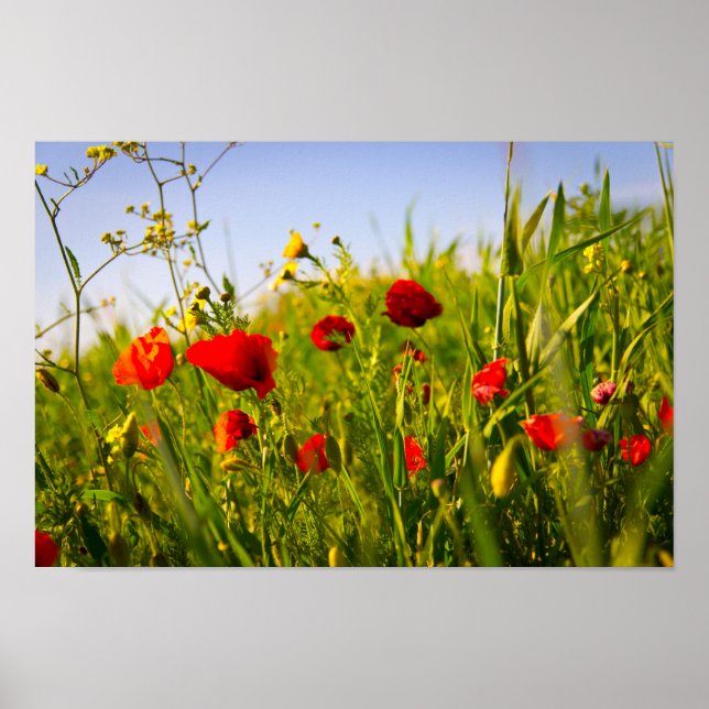 Poppies Poster (Framsidan)