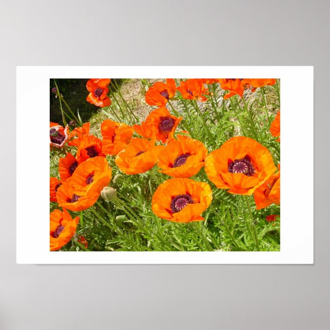 Poppies Poster (Framsidan)