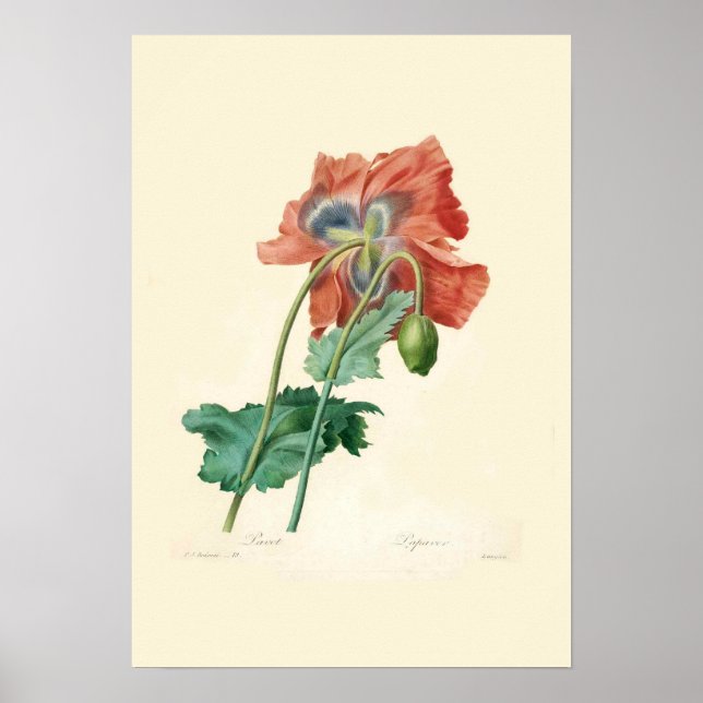 Poppies Poster (Framsidan)