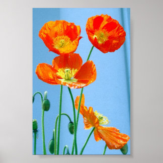 Poppies Poster