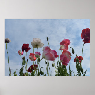 Poppies Poster