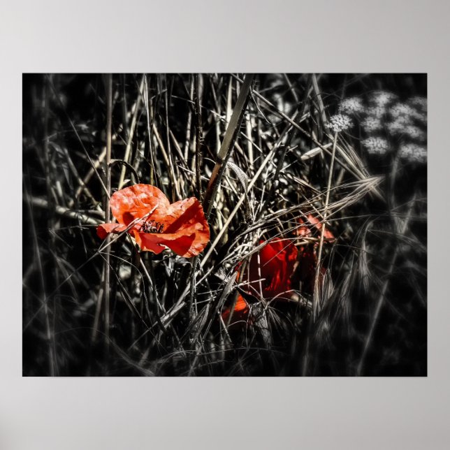Poppies Poster (Framsidan)