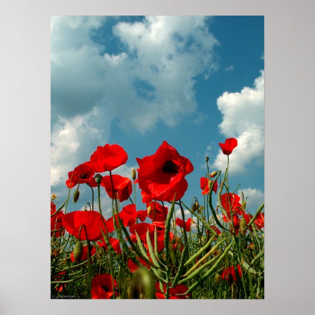 Poppies Poster (Framsidan)
