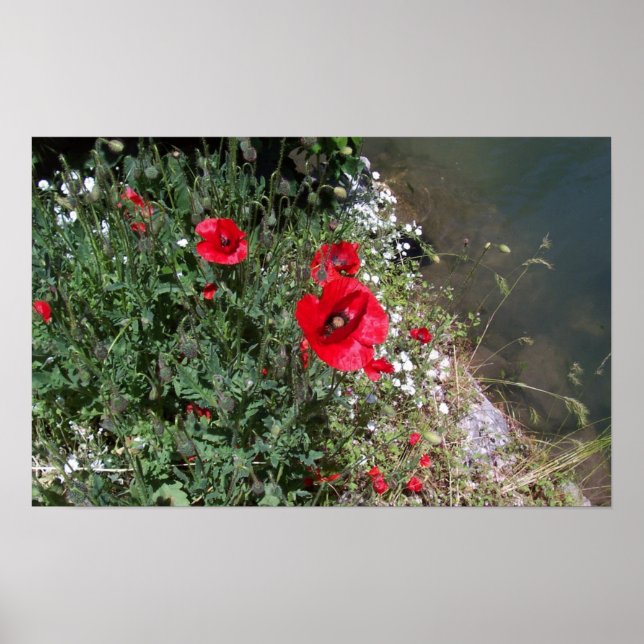 Poppies Poster (Framsidan)