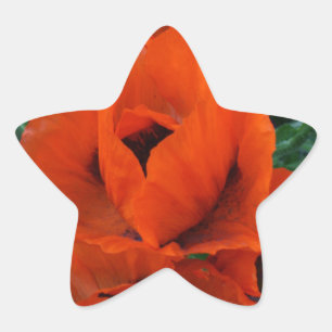 Poppies Stjärnformat Klistermärke