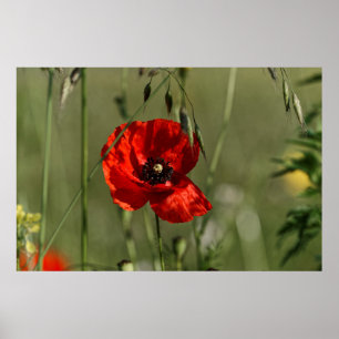 Poppies-vakt Poster