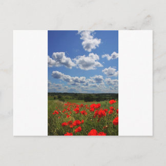 Poppies Vykort