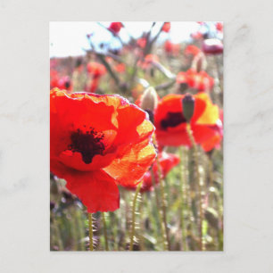 Poppies Vykort