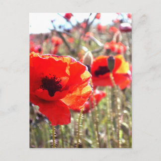 Poppies Vykort
