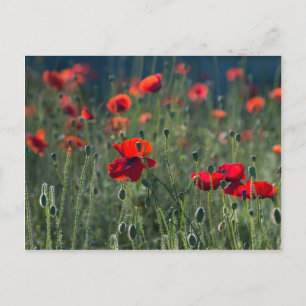 Poppies Vykort