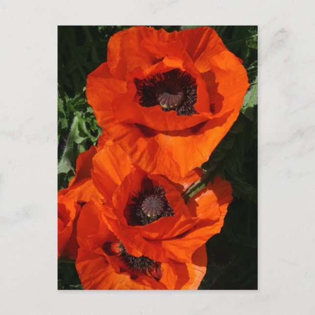 Poppies Vykort (Framsida)