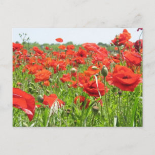 Poppies Vykort