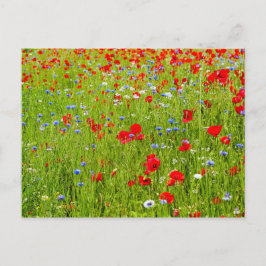Poppies Vykort