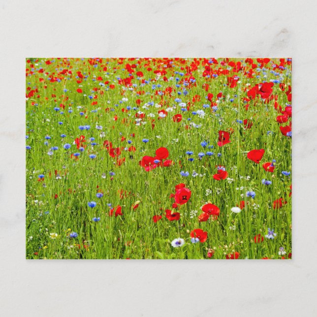 Poppies Vykort (Framsida)