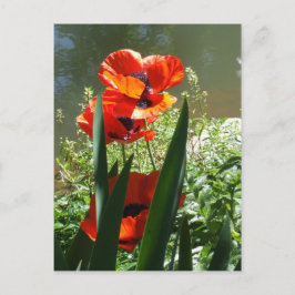 Poppies Vykort