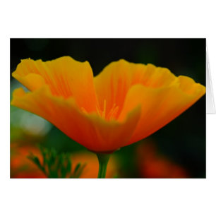 Poppin Poppies! Hälsningskort