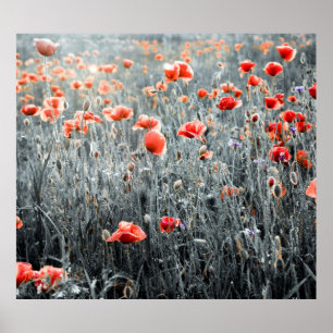 Poppor av vilda växter poster