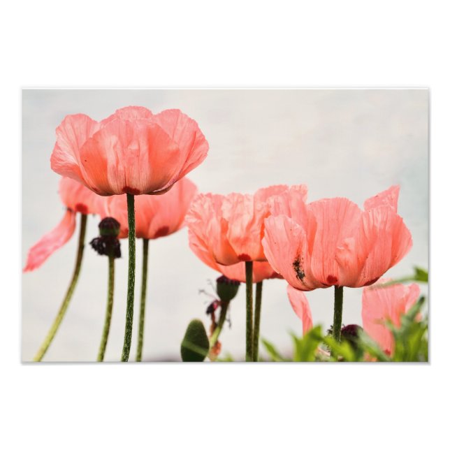 Poppy Bild Fototryck (Framsidan)