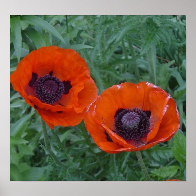 Poppy Bliss Poster (Framsidan)