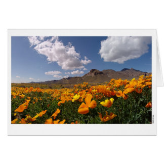 Poppy Bloom - El Paso, Texas Hälsningskort