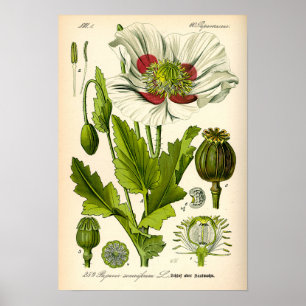 Poppy Botanical Illustration Poster