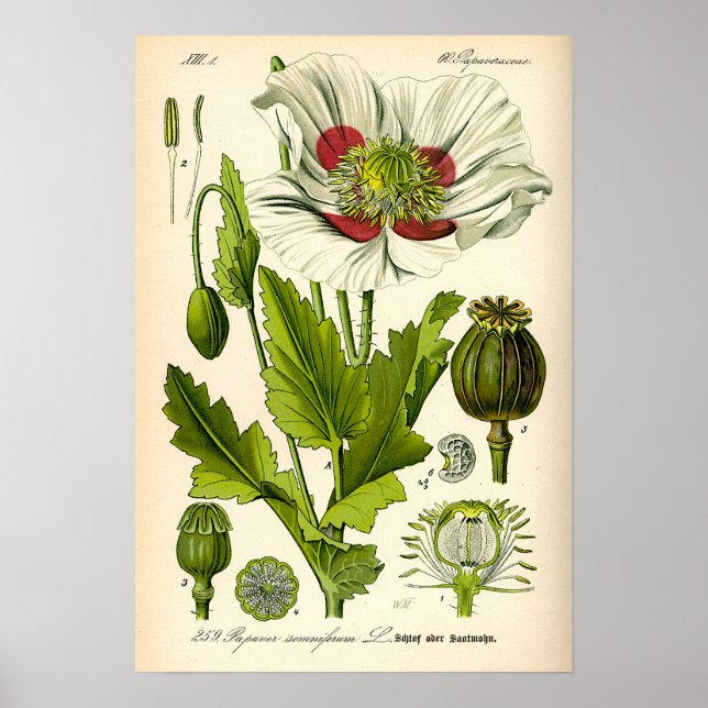 Poppy Botanical Illustration Poster (Framsidan)