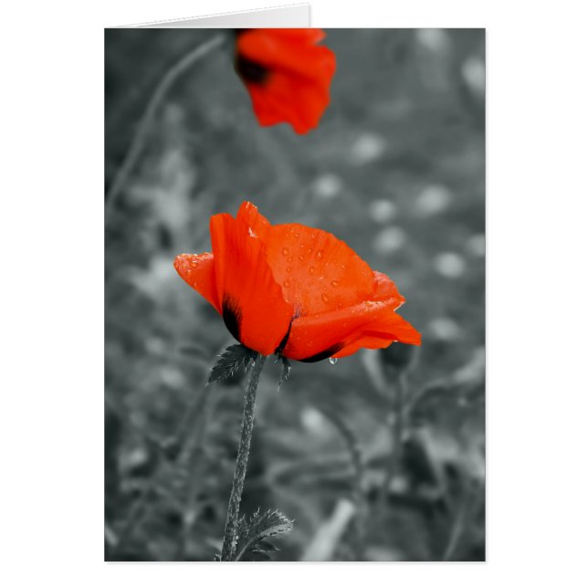 Poppy Card för färg nyckel Hälsningskort (Framsidan)