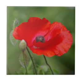 Poppy Ceramic Tile Kakelplatta
