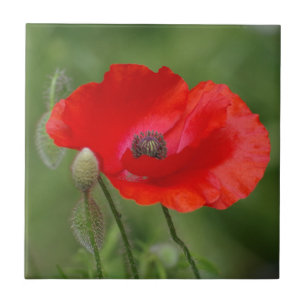 Poppy Ceramic Tile Kakelplatta