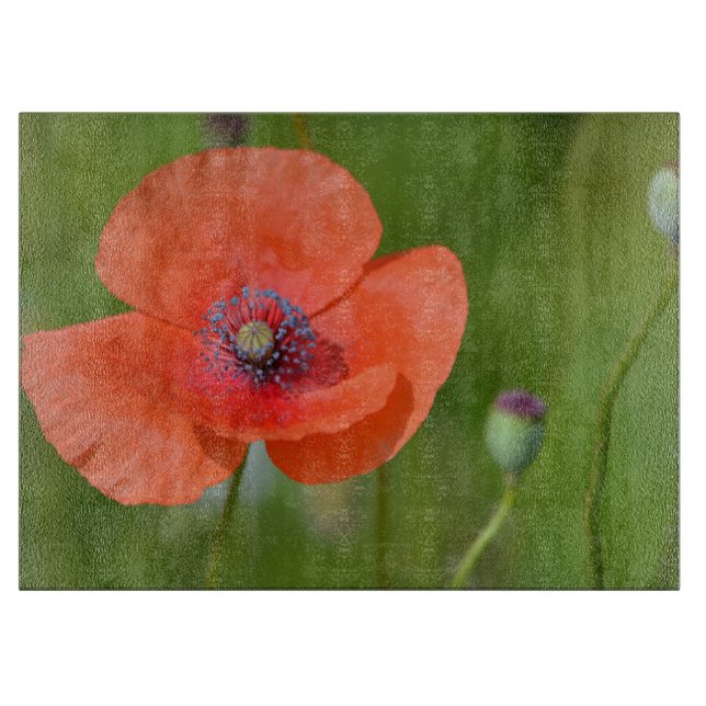 Poppy Cints Board (Framsidan)