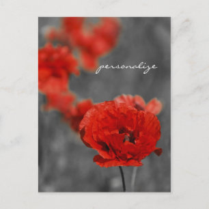 Poppy Comet Vykort