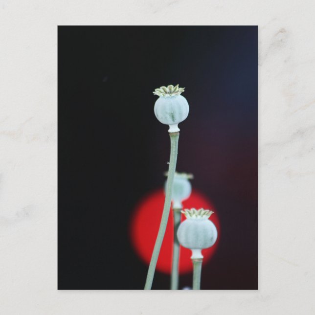 Poppy encase Asia Stil, fotograferat av Tutti Vykort (Framsida)