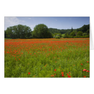 Poppy fält, Chiusi, Italien Hälsningskort