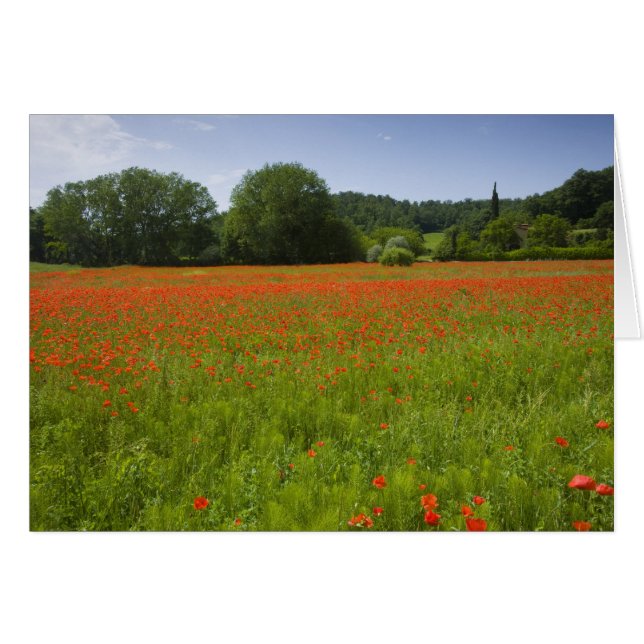 Poppy fält, Chiusi, Italien Hälsningskort (Framsidan Horizontal)