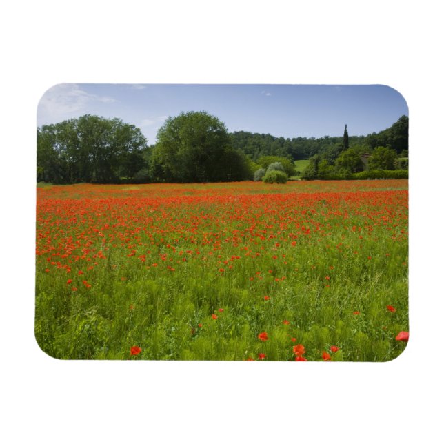 Poppy fält, Chiusi, Italien Magnet (Horisontell)