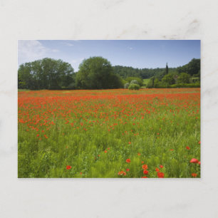 Poppy fält, Chiusi, Italien Vykort