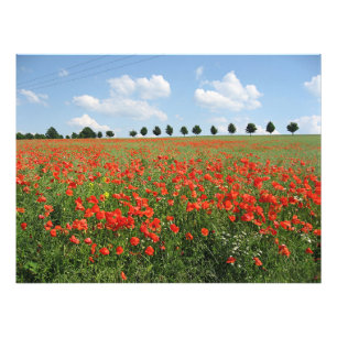 Poppy Fält Fototryck