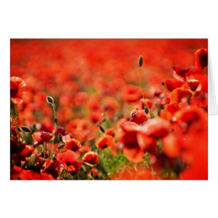 Poppy fält hälsningskort
