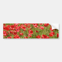 Poppy fält - häpnadsväckande!