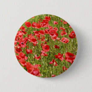 Poppy fält - häpnadsväckande! knapp